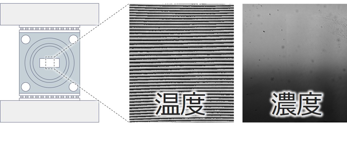 複雑流体の濡れ現象